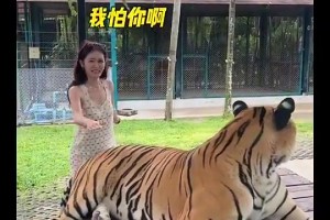 你别说，美娜的胆子还挺大，连老虎的屁股都敢摸😂